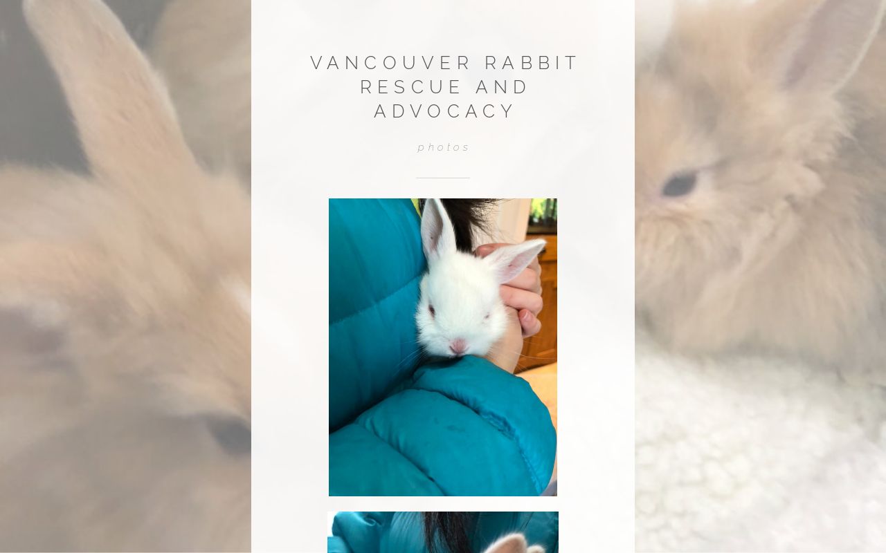 Vancouver Rabbit Rescue and Advocacy Photos